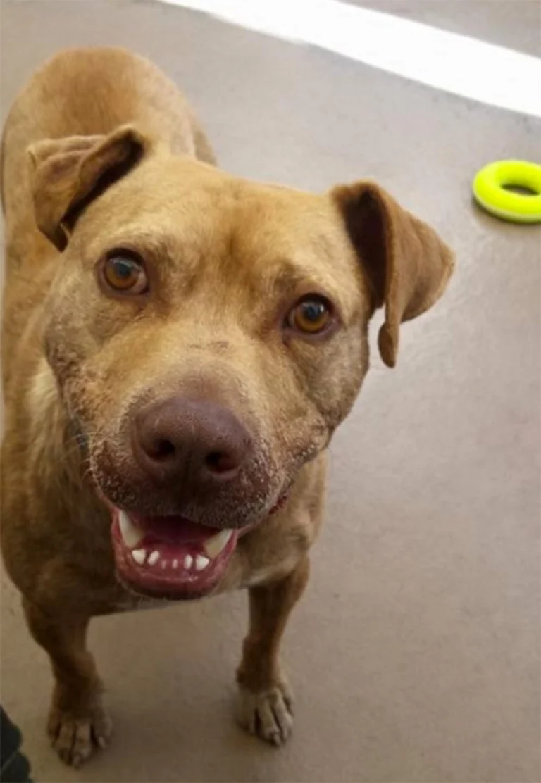 Image from Family dog rescue on DogTrekker
