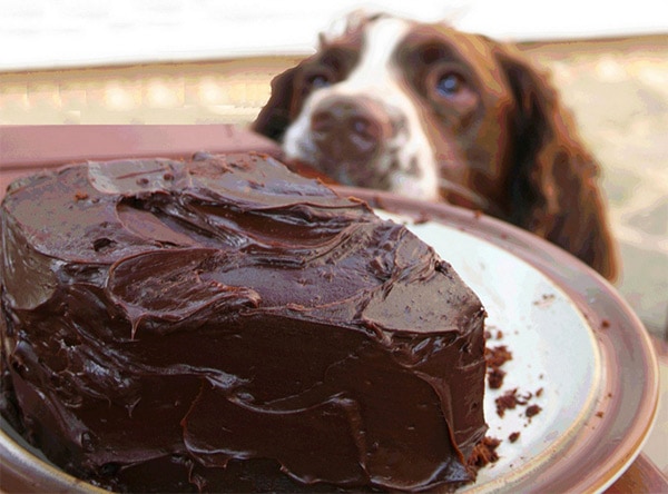 Dog looking at chocolate brownie