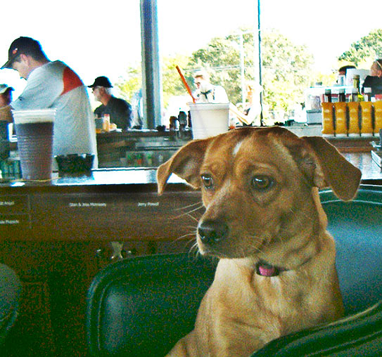 Dog bellying up to the pub bar