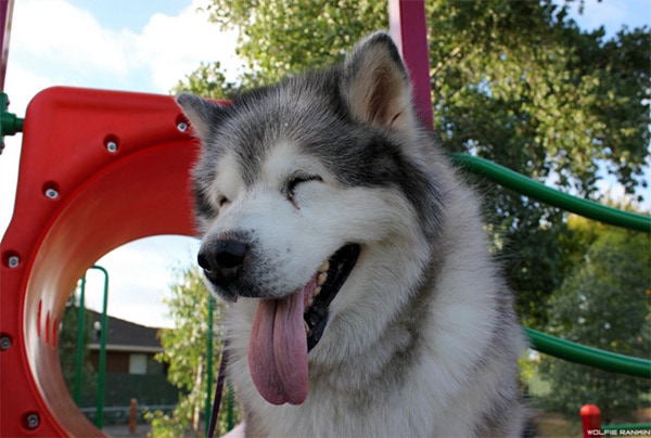 Husky dog with tongue out