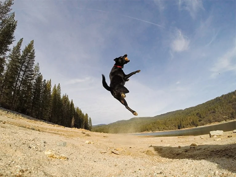 Image from Madera county (south/wawona) entrance on DogTrekker