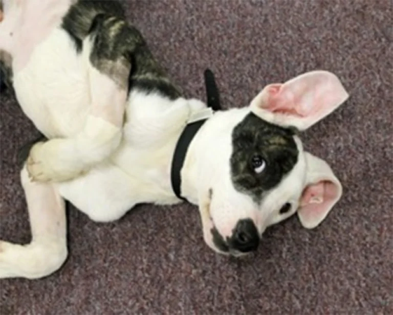 Image from Humane society of Tuolumne County on DogTrekker