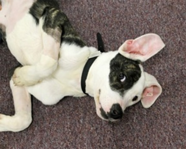 Dog lying sideways at Humane Society of Tuolumne County