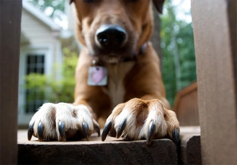 Image from Vet buzz: nail trimming tips on DogTrekker