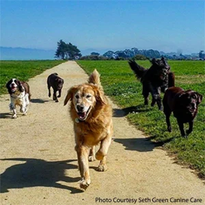 Join the mighty mutt march!