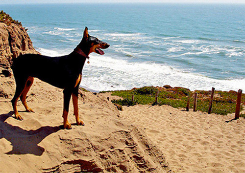 Dog on beach in San Francisco county