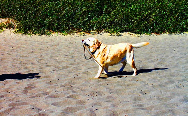 Dog walking in Marin county