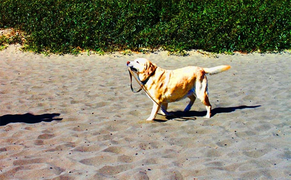 Image from Impact: Marin County on DogTrekker