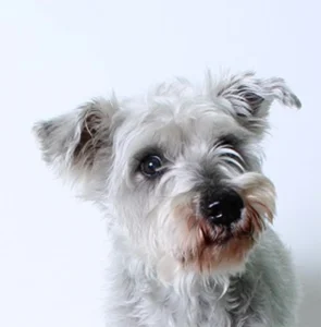 Animal Samaritans: Coachella Valley’s largest pet rescue