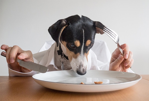 Dog eating off a white plate