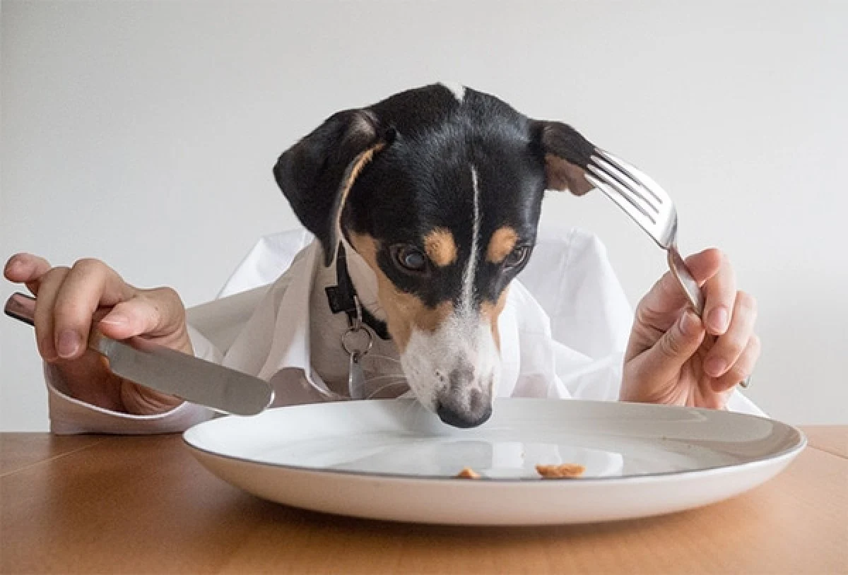 Image from Chow down on DogTrekker