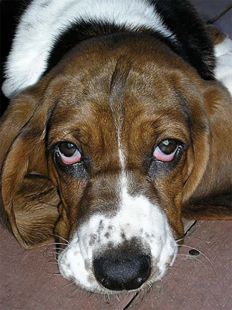 Image from Recognizing and treating pain in our pets on DogTrekker