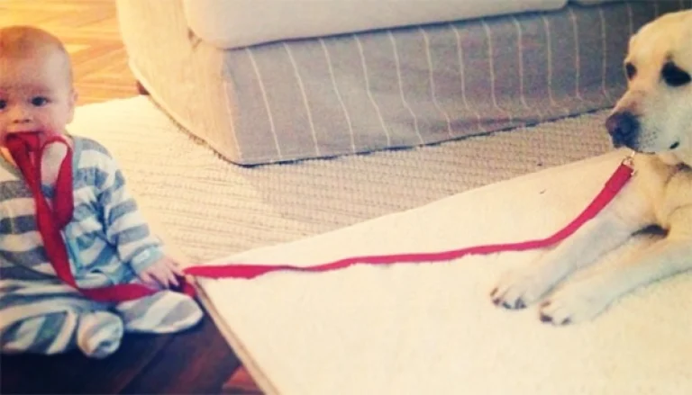 Image from Preparing your dog for a new baby on DogTrekker