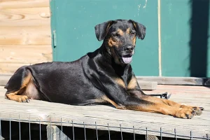 Marley’s Mutts: Tehachapi dog rescue with a prison program