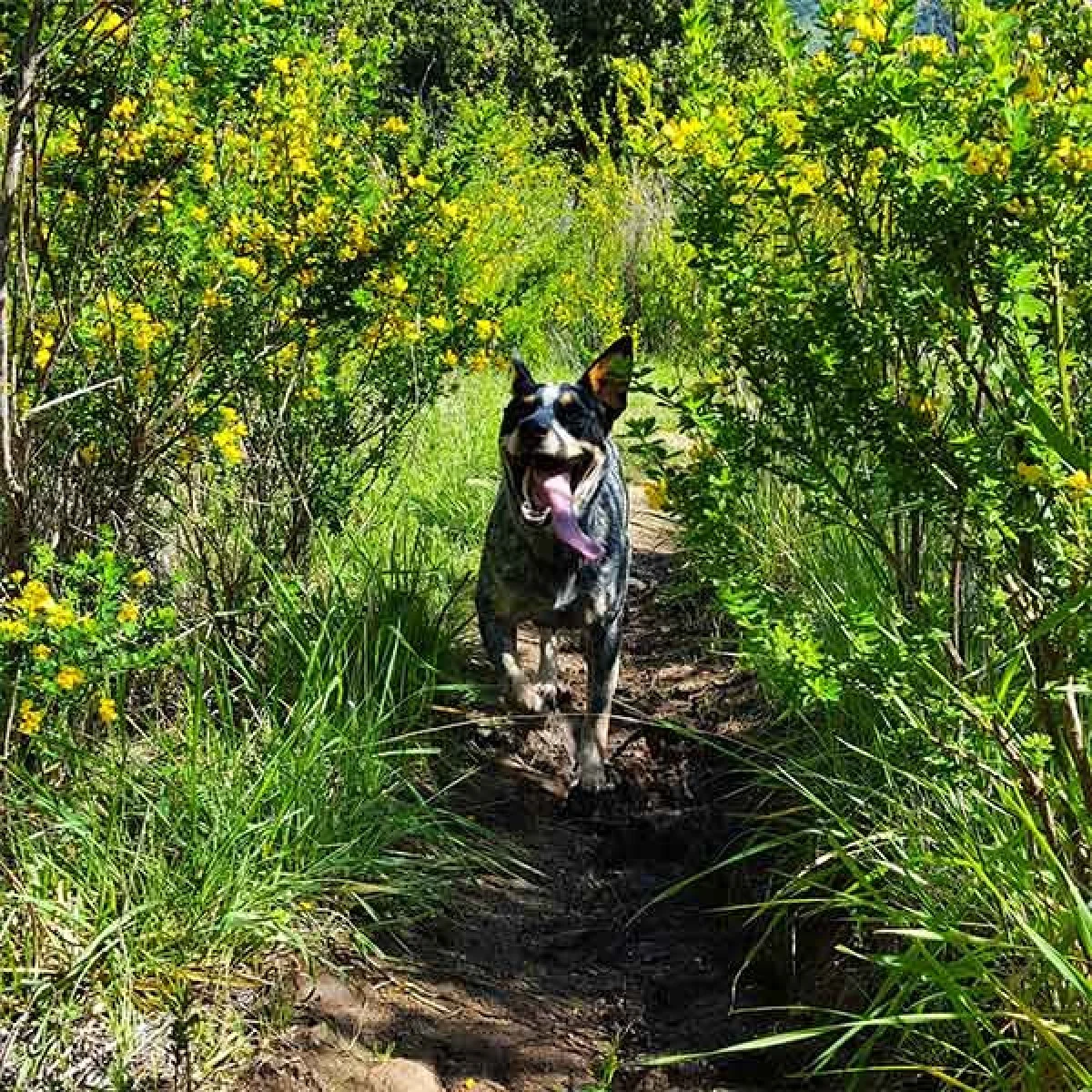 Image from Inland bounty in Monterey County on DogTrekker
