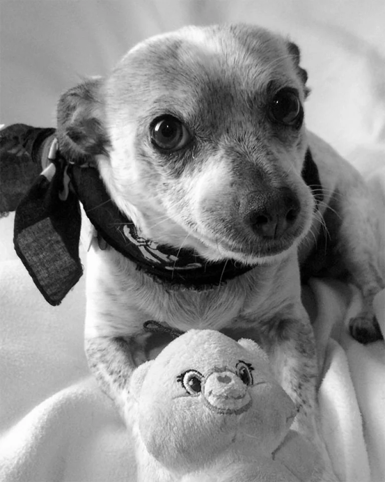 Image from Tails of gray on DogTrekker