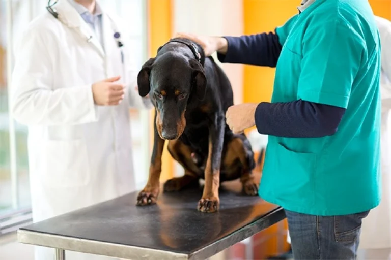 Image from Cancer care on DogTrekker