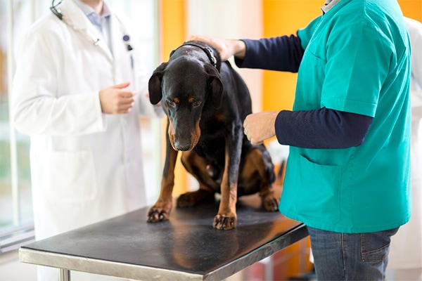 Dog getting cancer treatment