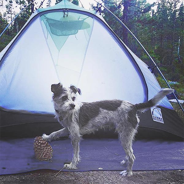 Dog prancing in front of tent