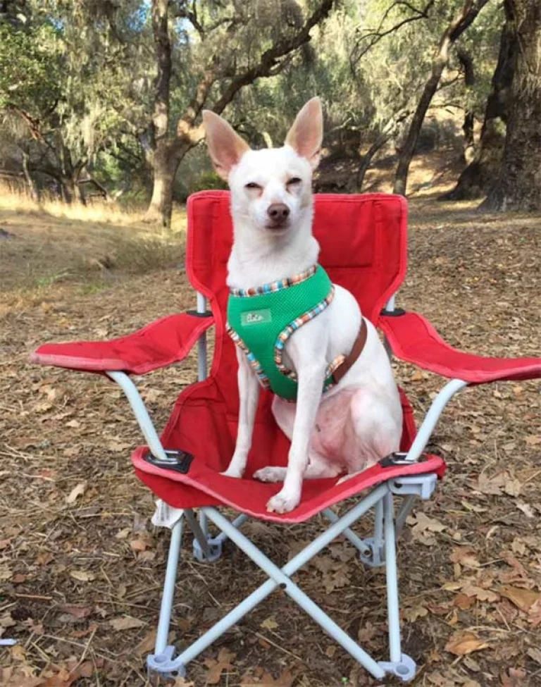 Image from No tent or rv? no problem… on DogTrekker