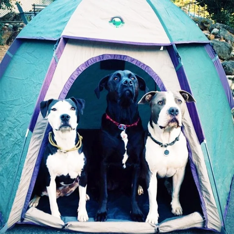 Image from Top paw-tested campgrounds on DogTrekker