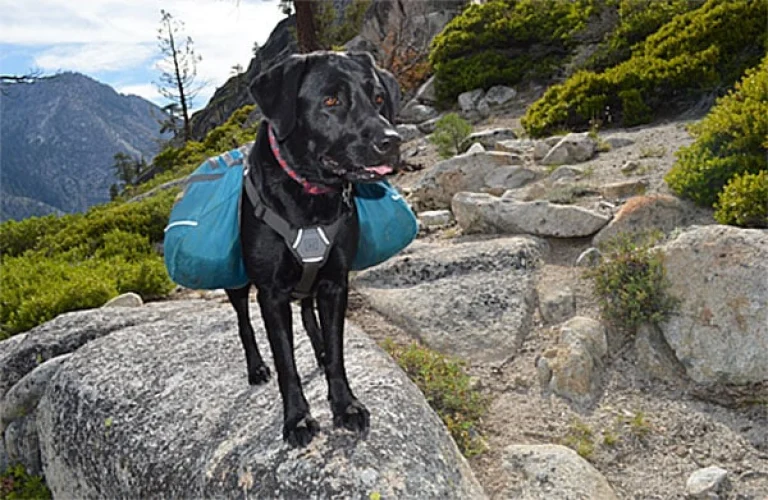 Image from What to pack for your pup on DogTrekker