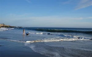 Have dog, will travel to Santa Cruz