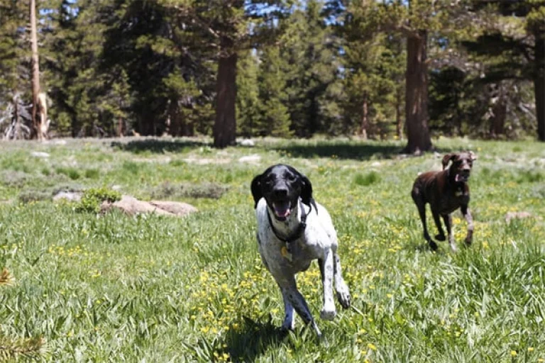 Image from Swooning for wildflowers on DogTrekker