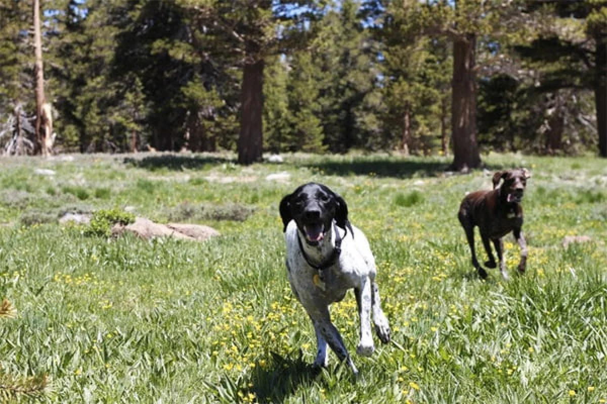 Image from Swooning for wildflowers on DogTrekker