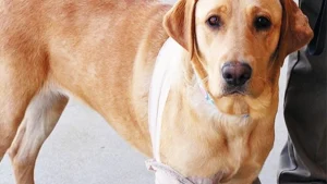 Monterey Bay Labrador Retriever Rescue