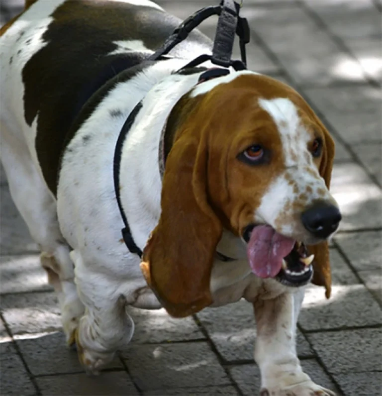 Image from Overweight pets on DogTrekker