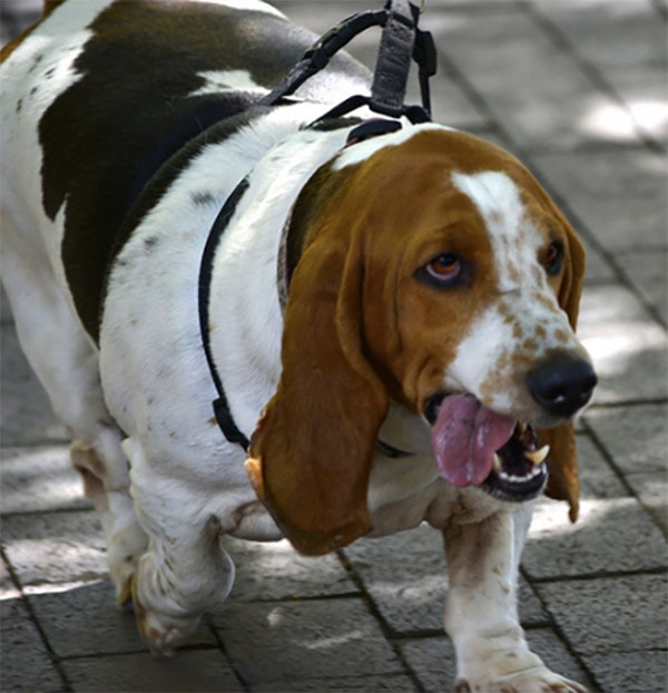Overweight hound dog