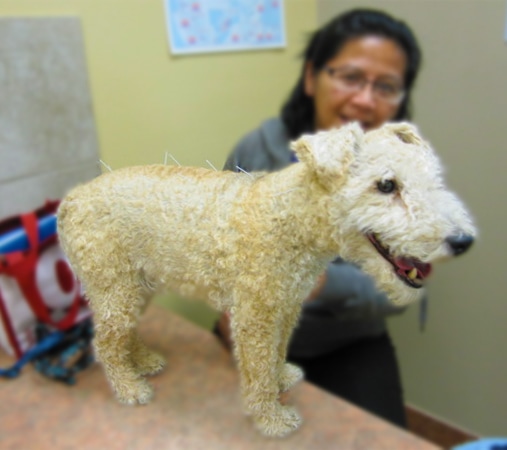 Dog getting an acupuncture treatment
