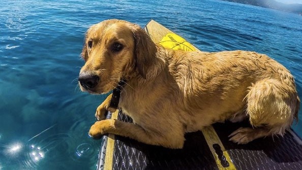 golden retriever on stand up paddleboard
