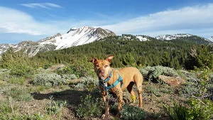 A Mammoth adventure!