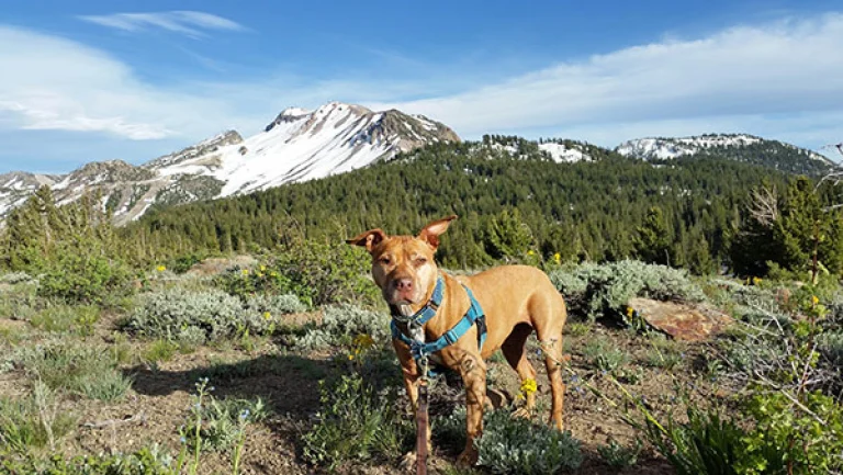 Image from A Mammoth adventure! on DogTrekker