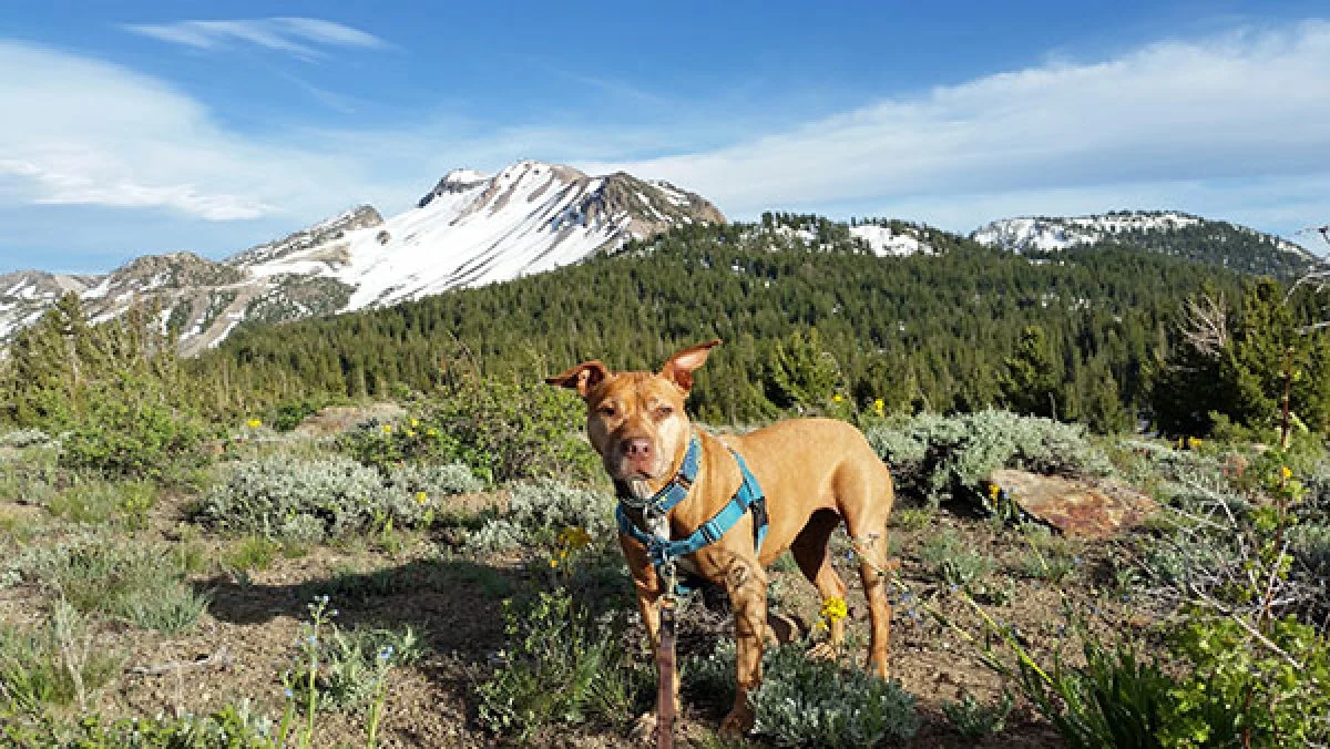 Image from A Mammoth adventure! on DogTrekker