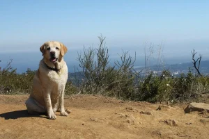 Kayla, Director of Barketing Emeritus