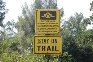 Rattlesnake 101 for you and your dog