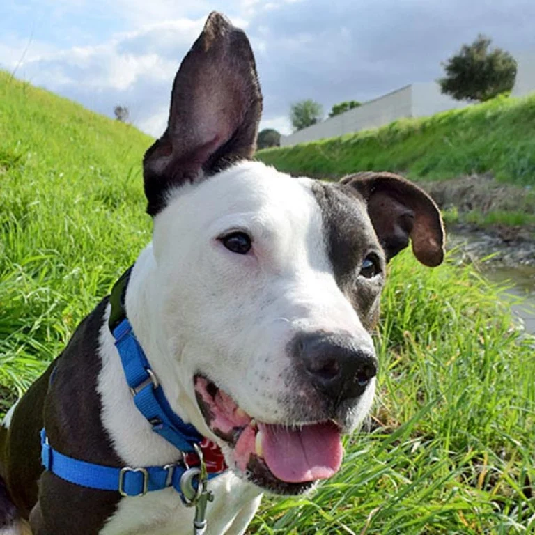 Image from Home Society Silicon Valley on DogTrekker