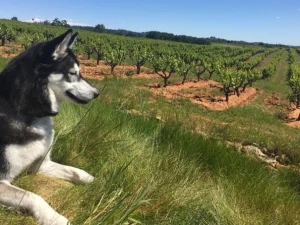 Doggedly exploring Amador County