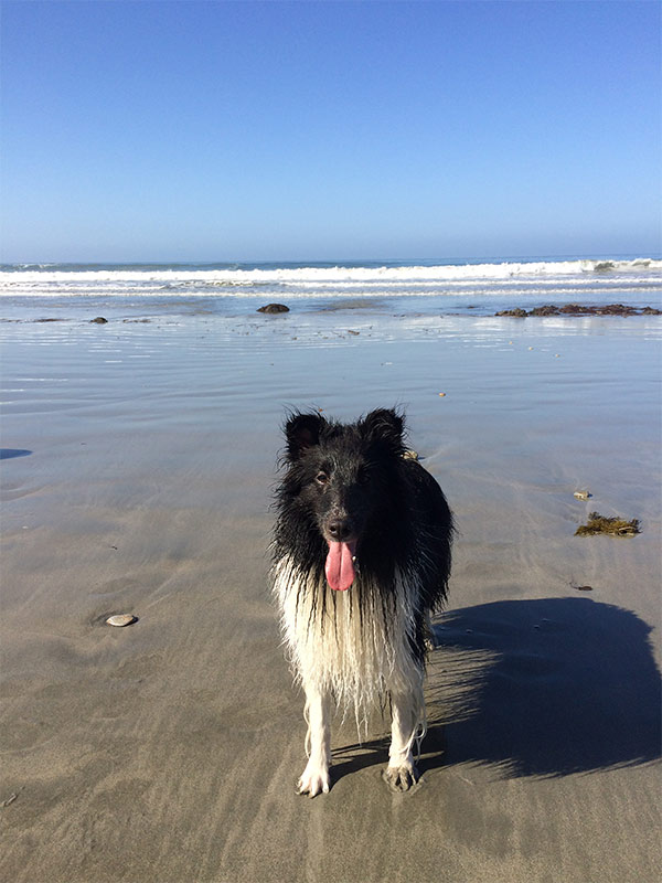 Collie at Avila Beach