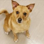 Cute light brown dog at the East Bay SPCA