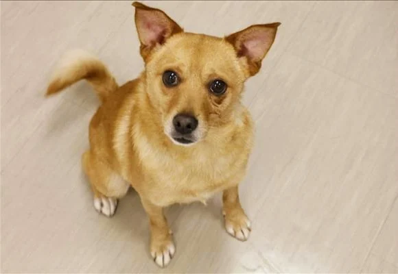 Image from East Bay SPCA on DogTrekker