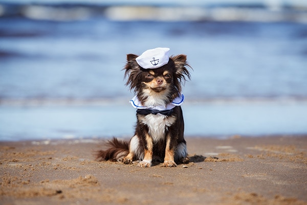 Dog wearing a sailor hat