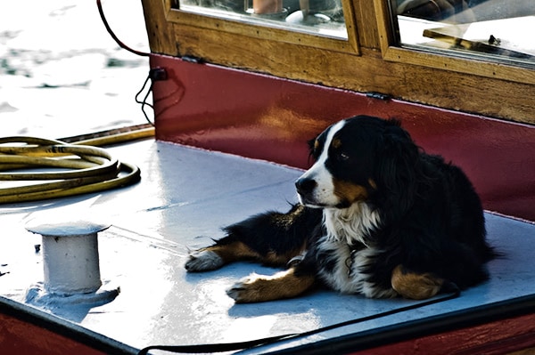 Dog on back of fishing boat