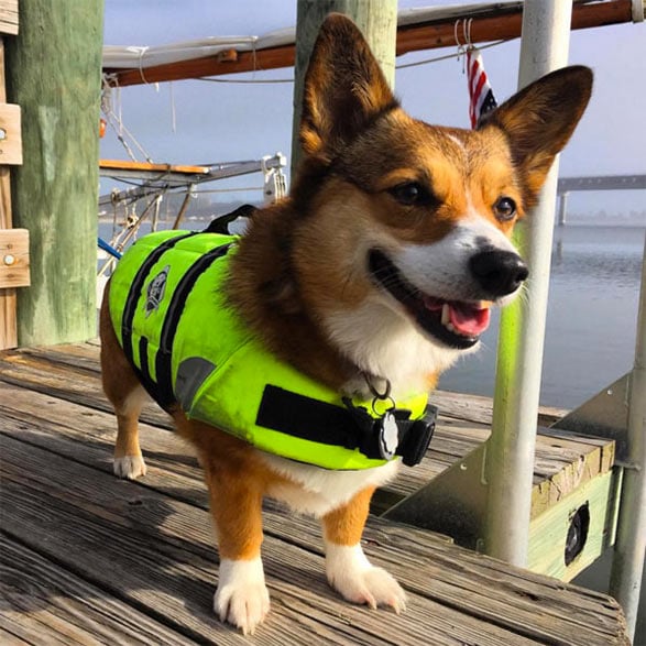 Dog in green life vest