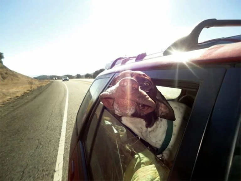 Image from Vet Buzz: car travel on DogTrekker