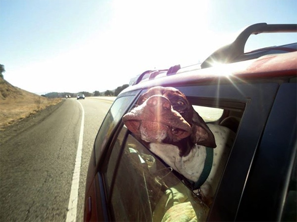 Dog enjoying the wind  on a car ride