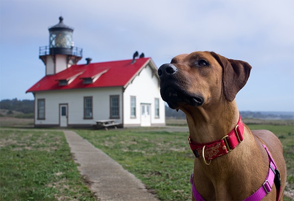 Dog in Mendocino village with white house in background